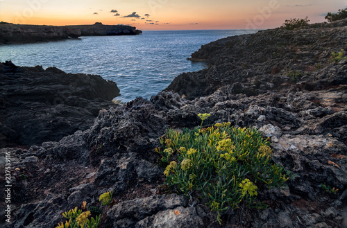 hinojo marino