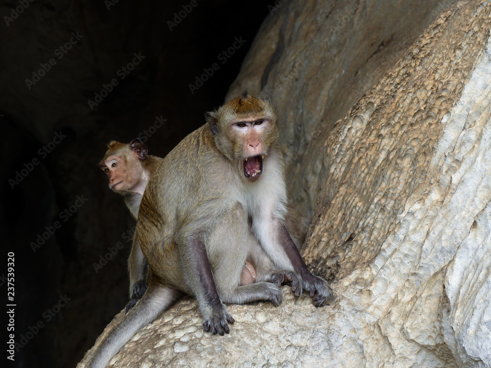 Monkey in front of cave