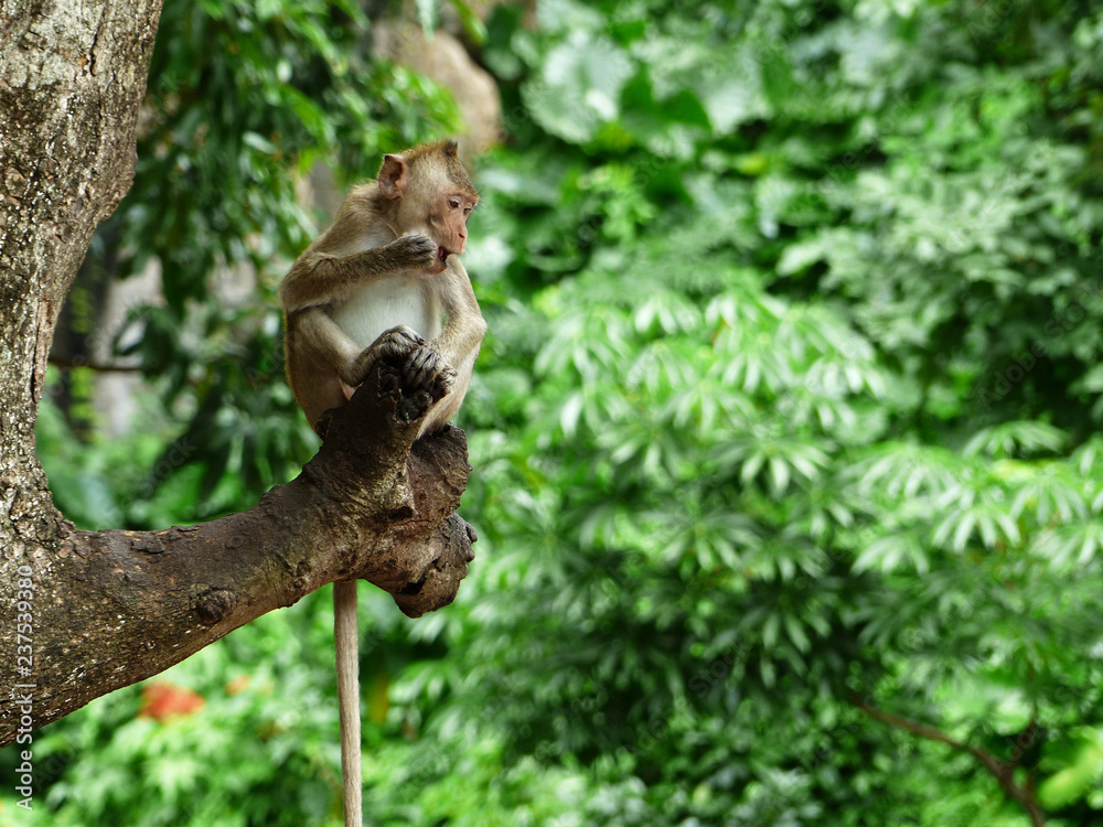 Monkey is sitting on the tree, Macaque monkey, Thailand Monkey is sitting on the tree, Macaque monkey, Thailand