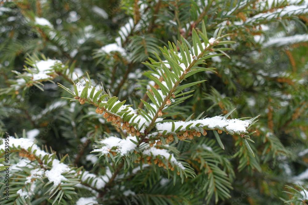White snow on branches of yew in January White snow on branches of yew in January