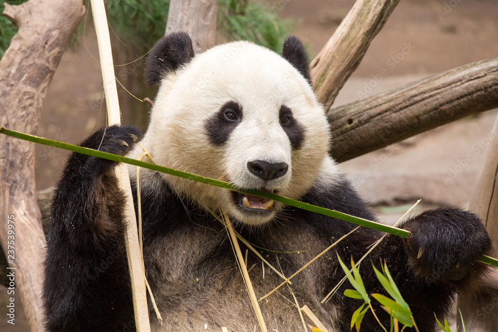Fototapeta premium Cute panda eating bamboo
