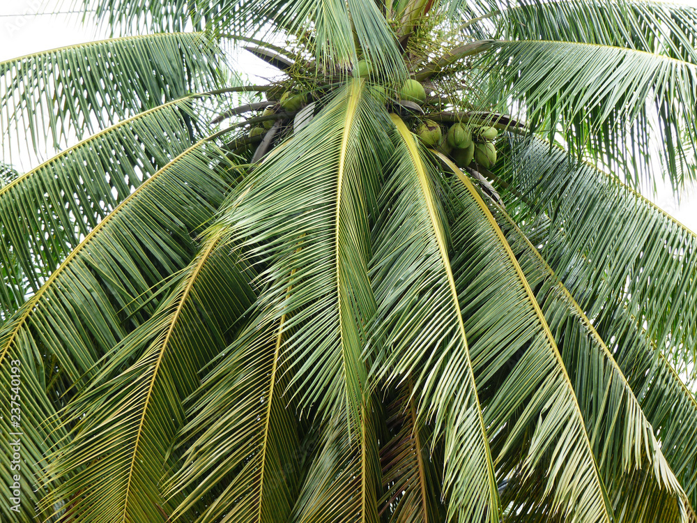 Obraz premium Coconut tree