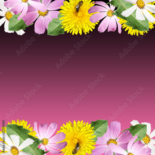 Fototapeta Naklejka Na Ścianę i Meble -  Beautiful floral background of the cosmos and dandelion  