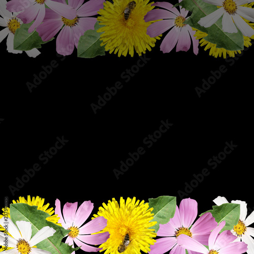Fototapeta Naklejka Na Ścianę i Meble -  Beautiful floral background of the cosmos and dandelion  
