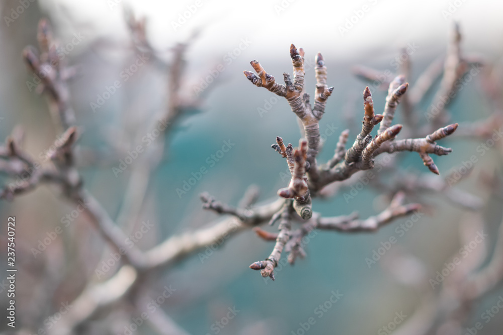 branches of a dry pear tree in a winter cloudy day.