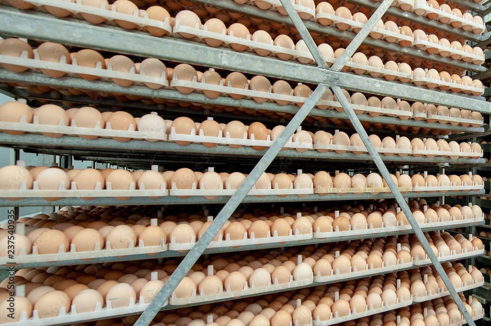 Egg Factory with Quality Control on egg production line from breeders in Hatchery Unit.