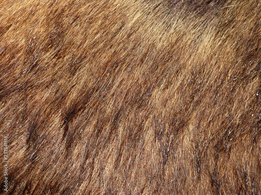 Fototapeta premium Fur of a bear