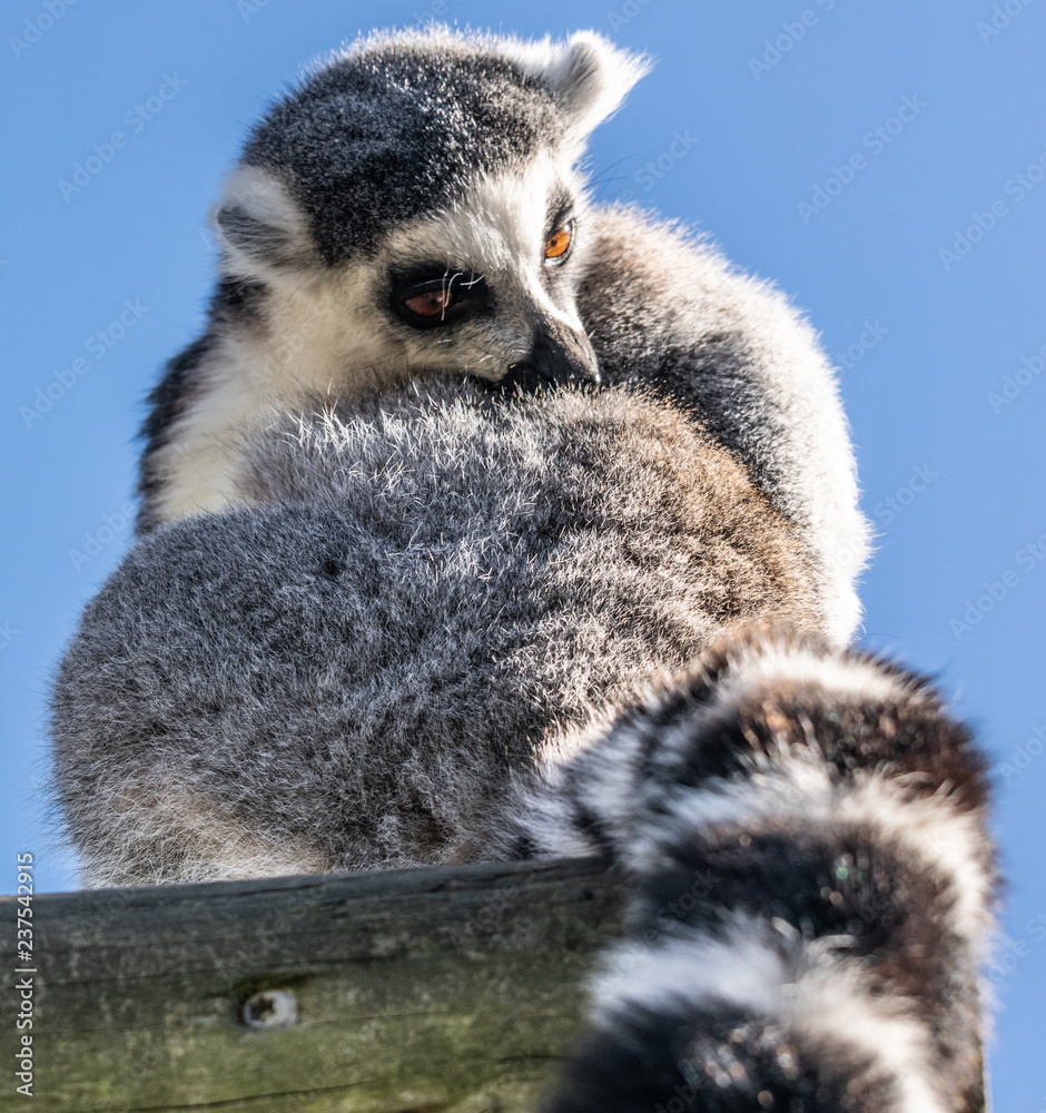 Fototapeta premium Lemur