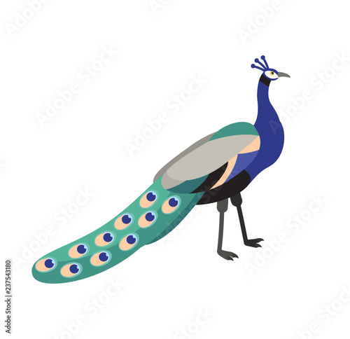 Peafowl or peacock isolated on white background