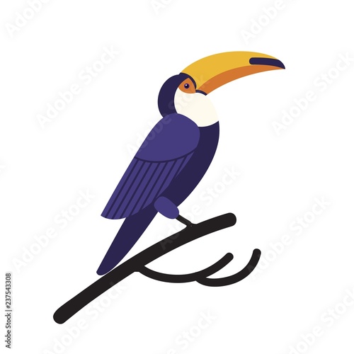 Toco toucan isolated on white background