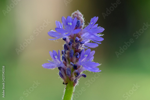 Pontederia cordata monocotyledonous aquatic flowering plant, violet purple small flower on stem in bloom