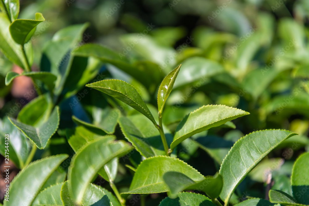 closeup fresh green tea leaves. closeup fresh green tea leaves.