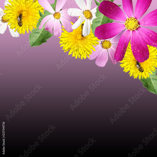 Fototapeta Naklejka Na Ścianę i Meble -  Beautiful floral background of the kosmeya and dandelion