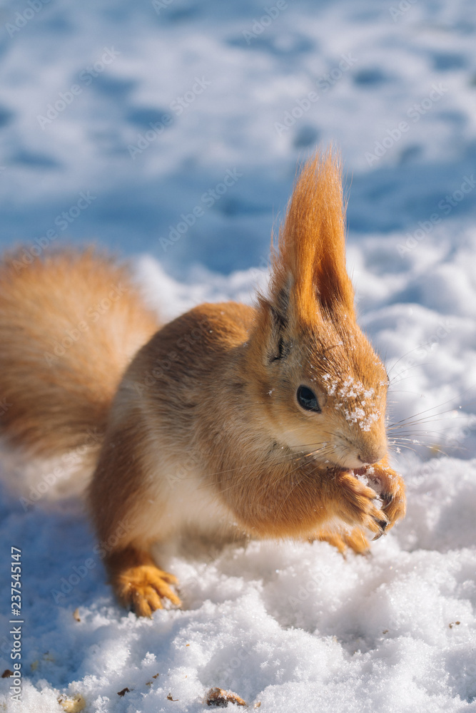 Small squirrel eats nuts on the winter park.