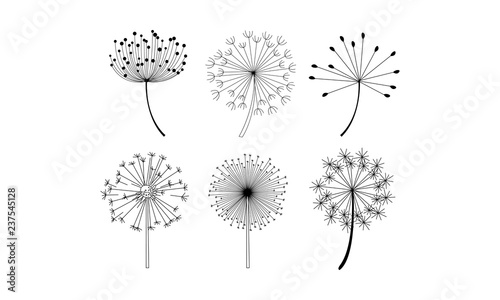 Vector set of dandelion flowers with fluffy seeds. Natural decorative elements in linear style