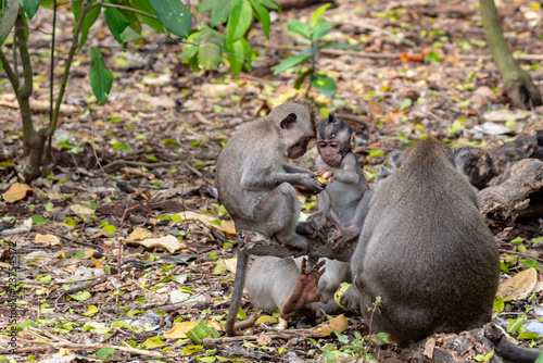 Monkeys in Bali © ricjacynophoto.com