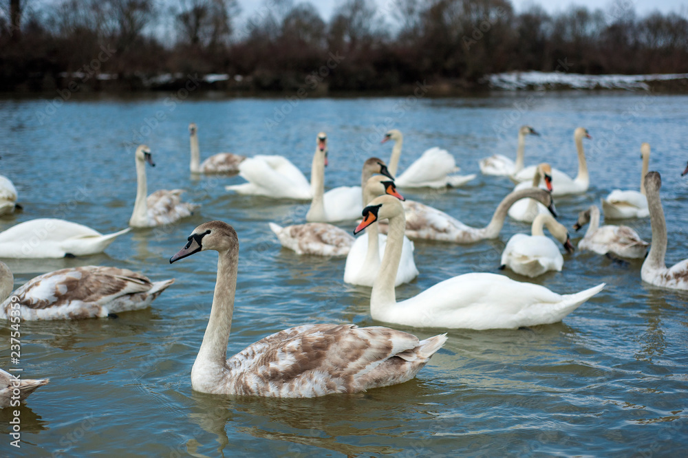 White swans swimming in river water in the early spring. Group of beautiful swans in the blue water. White swans swimming in river water in the early spring. Group of beautiful swans in the blue water.