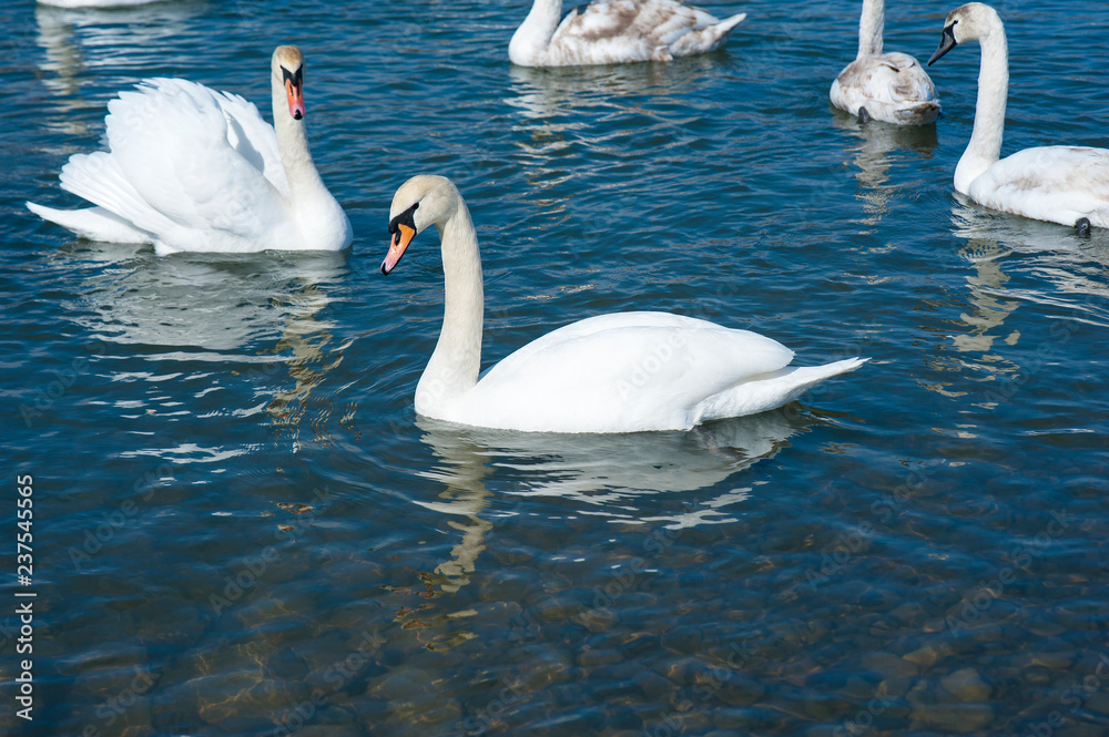 White swans swimming in river water in the early spring. Group of beautiful swans in the blue water. White swans swimming in river water in the early spring. Group of beautiful swans in the blue water.
