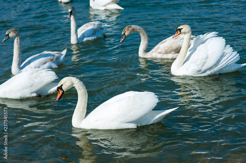 White swans swimming in river water in the early spring. Group of beautiful swans in the blue water.