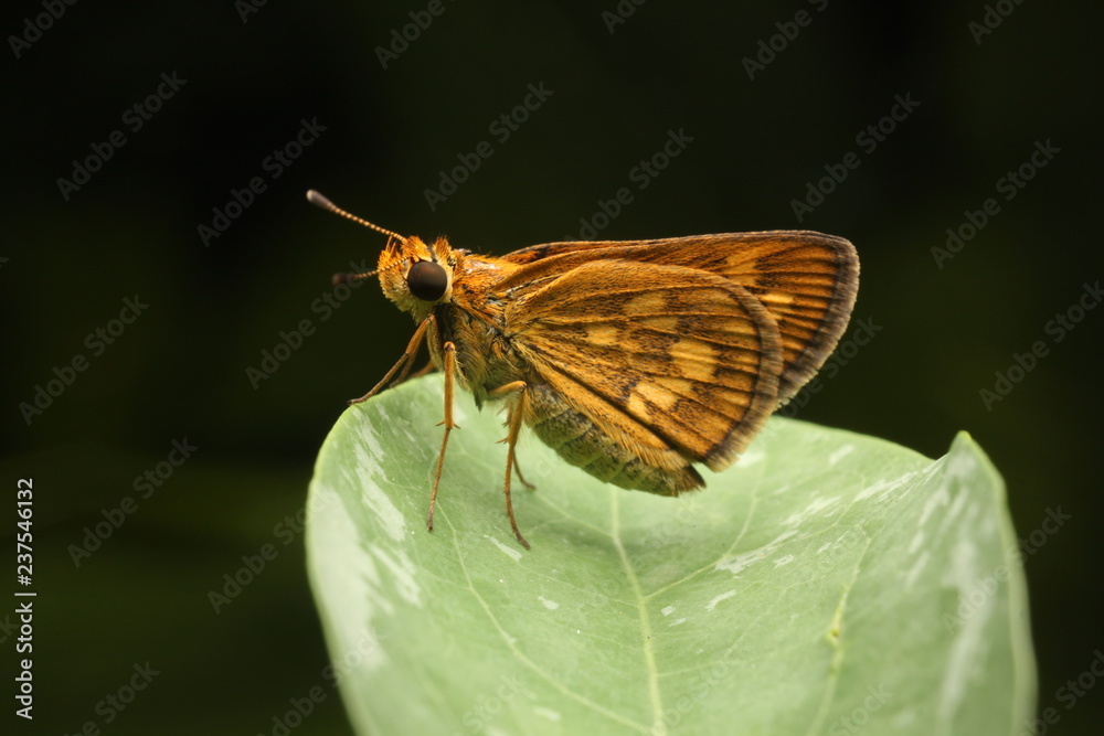 Skyper butterfly asian borneo