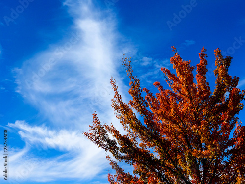 Colorful larch tree in autumn on blue sky background