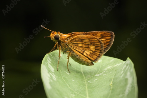 Skyper butterfly asian borneo