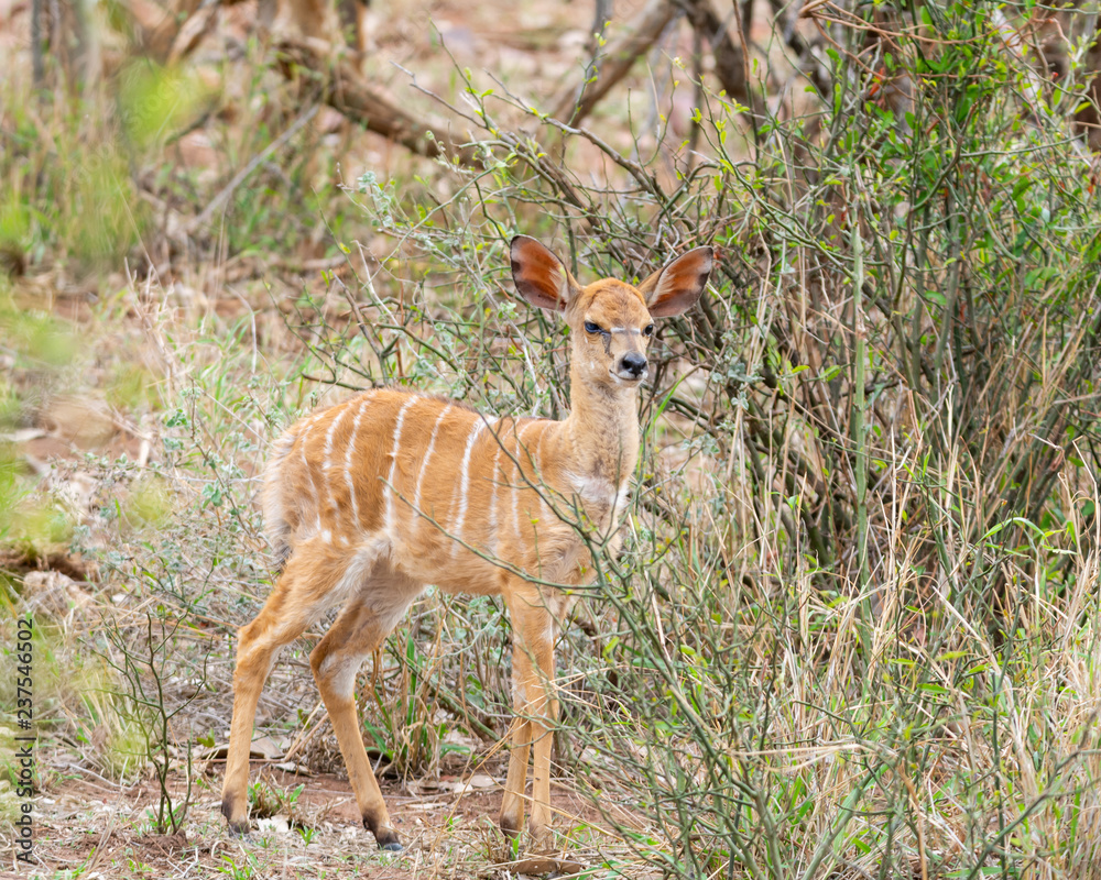 Obraz premium Nyala Calf