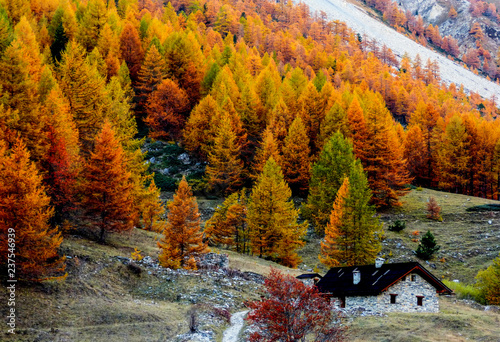 Alpine hut surrounded by colorful forest in autumn