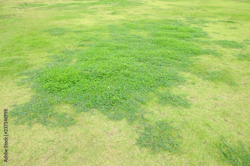 green leaf plant on grass lawn