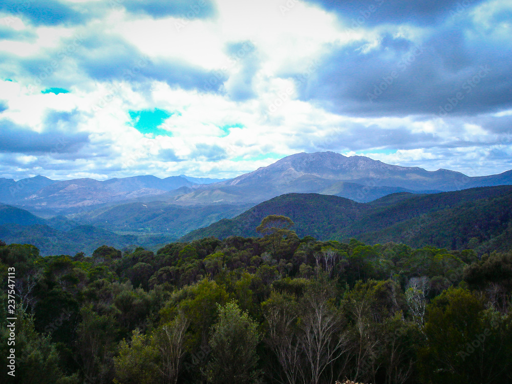 Looking over the forest