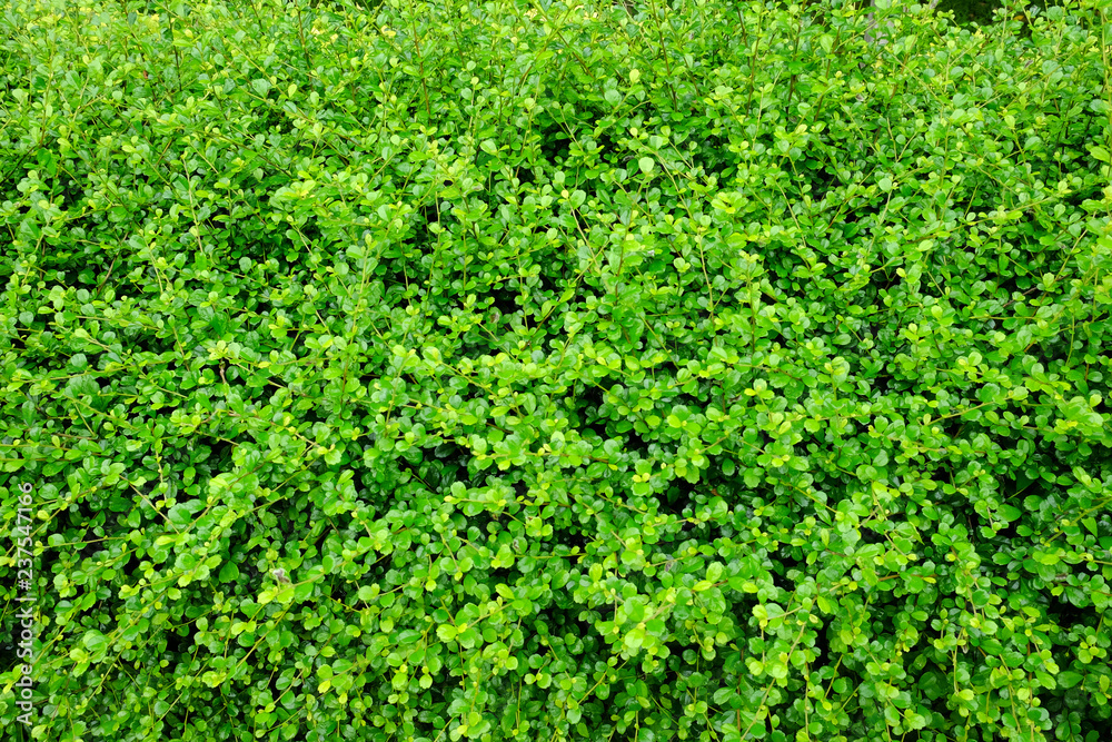 Green bush close up