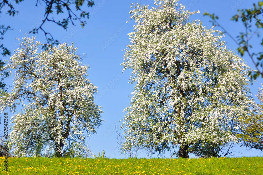Naklejka premium Frühling_0002