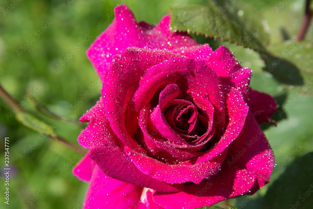 Beautiful flowers. Summer. Roses. Beautiful flowers. Summer. Roses.