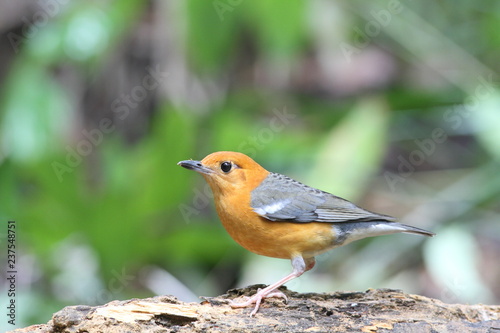 The orange-headed thrush is a bird in the thrush family. It is common in well-wooded areas of the Indian Subcontinent and Southeast Asia. Most populations are resident. The species shows a preference  © Supaluk