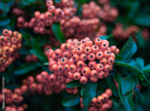 Beautiful pyracantha bush with bright orange berries in the shadow. Color of the year 2019. Living coral.
