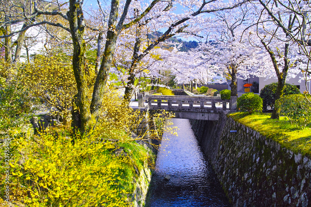 春の京都、満開の桜咲く哲学の道からみた景色
