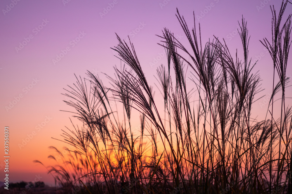 twilight Poaceae grass flower twilight Poaceae grass flower