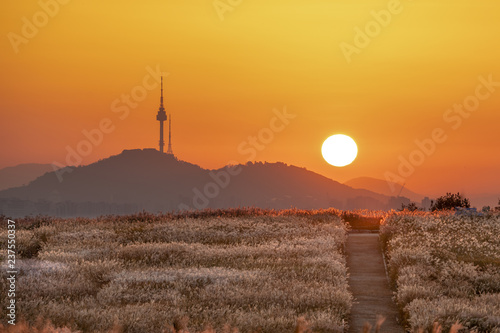 Sunrise poaceae grass flower in haneul park.