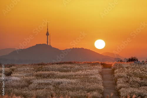 Sunrise poaceae grass flower in haneul park. photo