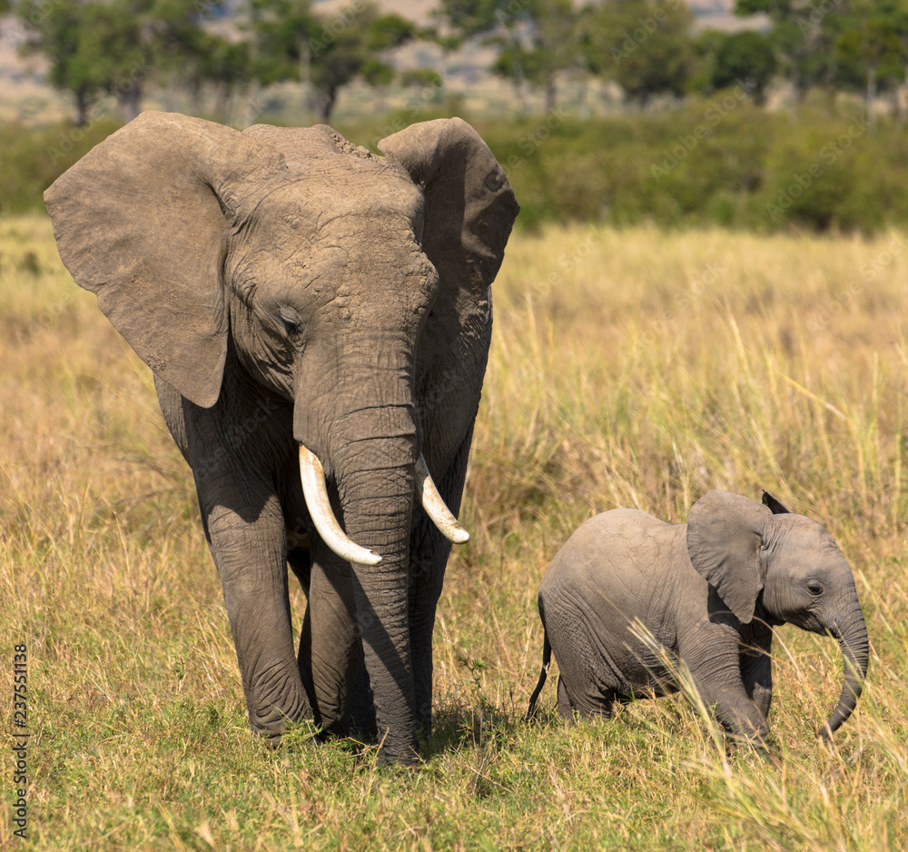 Fototapeta premium Elefanten: Mutter-Kind-Beziehung
