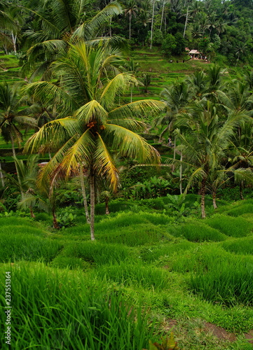 Rice field Bali