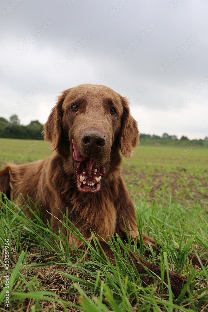 funny brown flat coated retriever with open mouth is lying in a field
