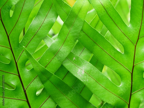 Wart fern, or maile-scented fern