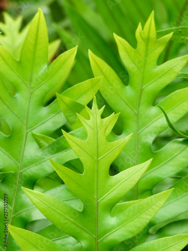 Wart fern, or maile-scented fern photo