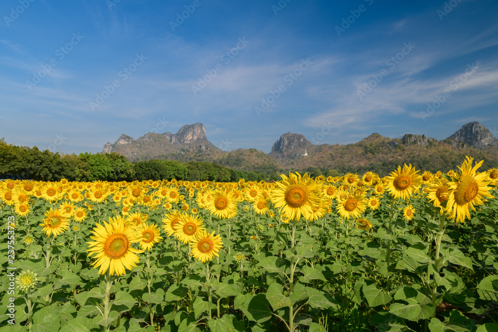 Sunflowers field farm in Lop buri,