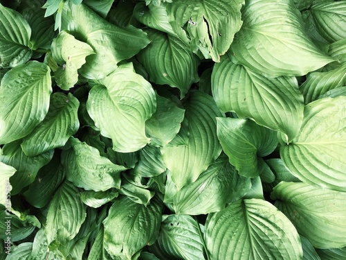 The natural background image of green tropical leaves, the colors of nature, foliage is suitable for seasonal use.