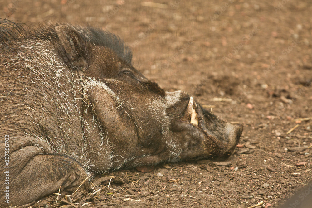 Captive warthog asleep on the muddy ground Captive warthog asleep on the muddy ground
