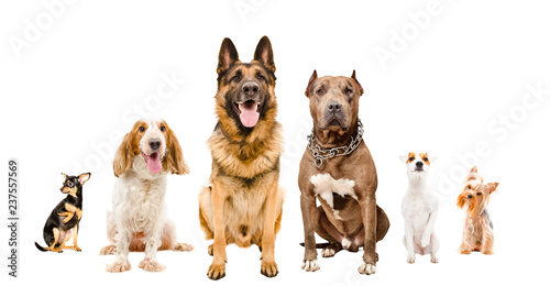 Group of cute dogs sitting together isolated on white background