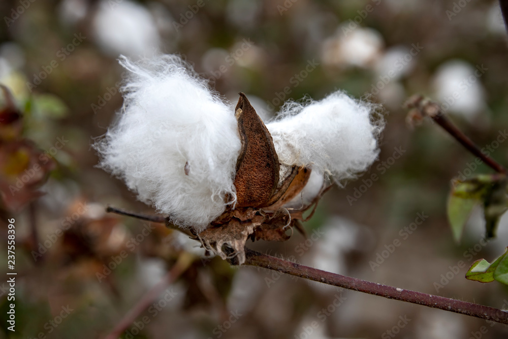 White textured fluff cotton plants on a blurred background close-up. Greece White textured fluff cotton plants on a blurred background close-up. Greece