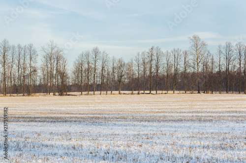 Wallpaper Mural Winter landscape. Fresh snow lies on the dry grass on a Sunny day. Torontodigital.ca
